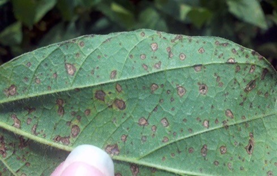 Soya Fasulyesi Cercospora Yaprak lekesi.png